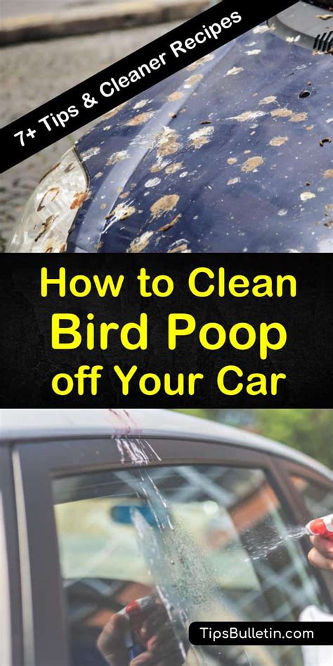 7 Easy Ways Clean Bird Poop Off Your Car