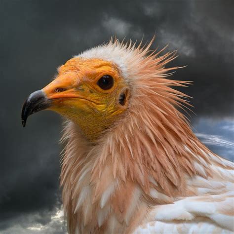 Free Image On Pixabay Egyptian Vulture Bird Vulture Bird Egyptian