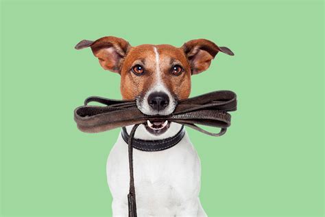 Dog Benefits: The Persuasive Argument For Getting A Puppy
