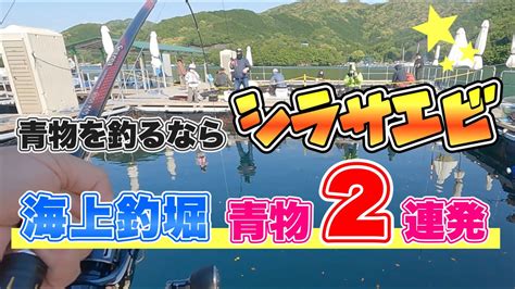 【海上釣堀】青物をシラサエビで釣る”誘い”について Youtube