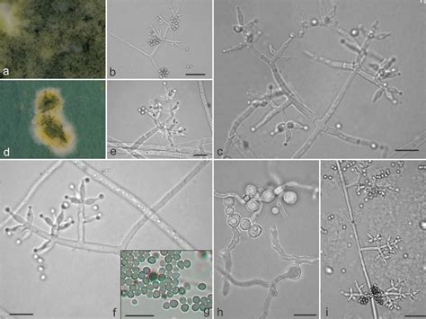 Morphological Features Characteristic Of Trichoderma Pseudopyramidale