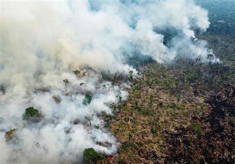 Brazil Announces Decrease In Amazon Deforestation In Daily Sabah