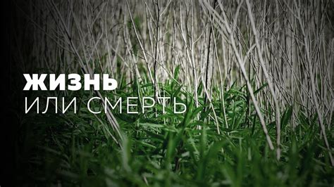 Жизнь или смерть - YouTube
