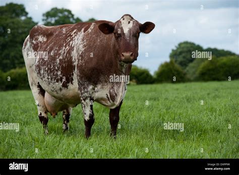 Milking Shorthorn Cattle