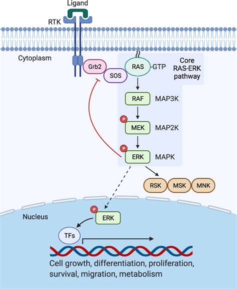 Core Ras Erk Pathway Downstream Of Rtks Download Scientific Diagram