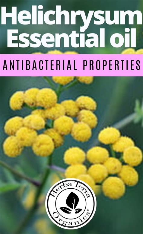 9 Health Benefits Of Helichrysum Essential Oil You Didnt Know About In