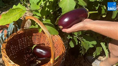 Roland Motte Jardinier Plantez La D Licieuse Aubergine France Bleu