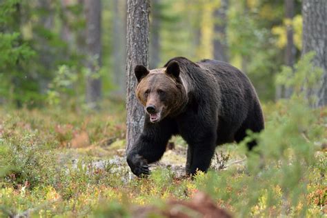 Brown Bear watching in Northern Finland - Trips & Holidays