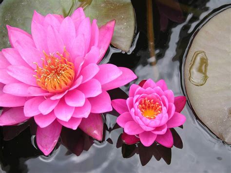 Ultimate Guide To Lotus Flower Meanings And Symbolism Be Settled