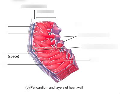 Figure 27.7 Pericardium and layers of the heart wall (b: Pericardium ...