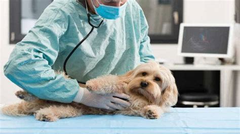 Tumore Alla Mammella Nel Cane Cause Sintomi E Trattamento