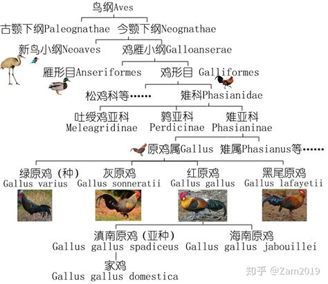 鸡考记︱深入研究每一只鸡的品种、部位、吃法，以及故事（上） 知乎