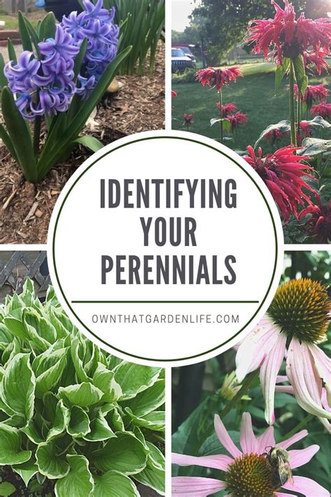 Identifying Perennial Plants