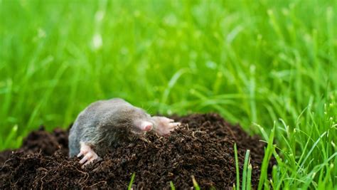 Moles Vs Voles How To Tell The Difference Between These Common Garden