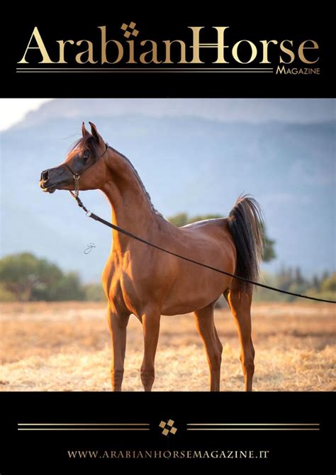 Syrian Arabian Horses