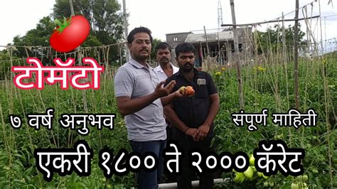 टोमॅटो 🍅 एकरी १८०० ते २००० कॅरेट संपूर्ण माहिती Tomato Farming In India Tomato टोमॅटो