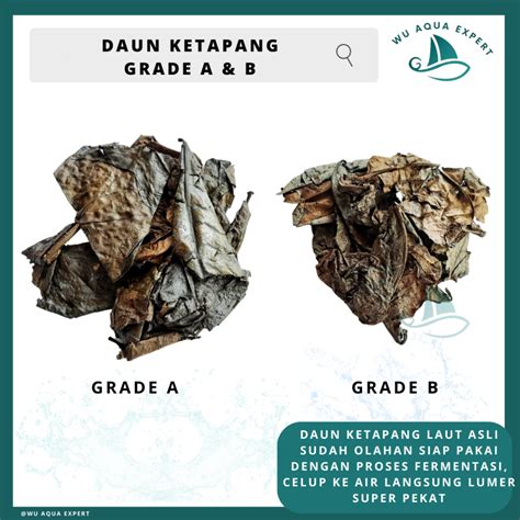 Jual Daun Ketapang 1KG Laut Olahan Spesial Fermentasi Super Pekat Netto