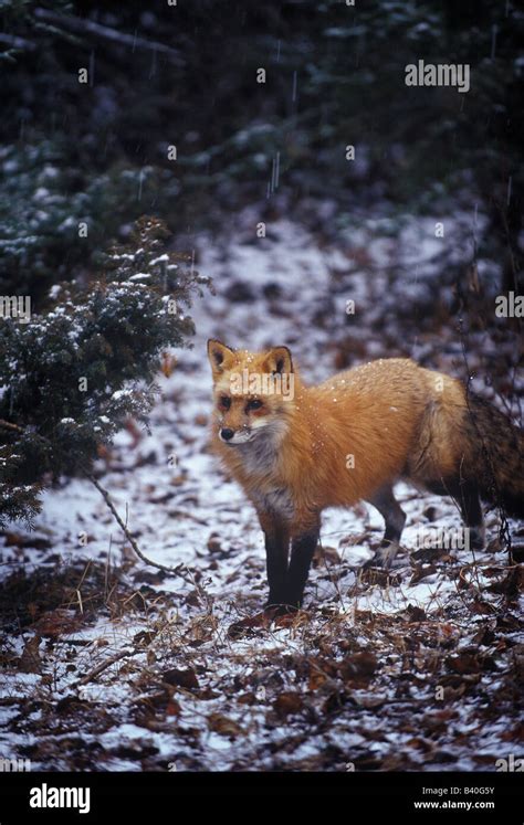 Red Fox in Snow Stock Photo - Alamy