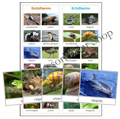 Endothermic & Ectothermic Animals - Sorting Cards & Control Chart ...