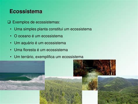 Resumo Sobre O Ecossistema - 6