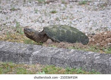 Snapping Turtle Egg Nest Over 82 Royalty Free Licensable Stock Photos