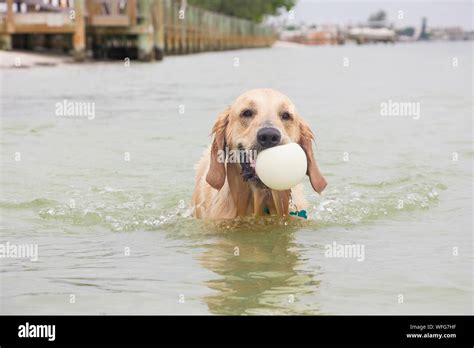 Golden Retriever Ball Hi Res Stock Photography And Images Alamy