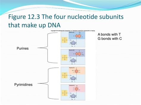 Subunits That Make Up Dna - Mugeek Vidalondon