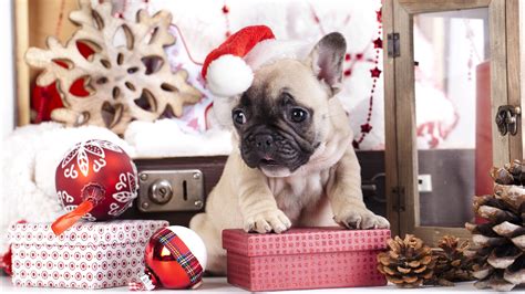 Christmas Pugs Wallpapers Wallpaper Cave