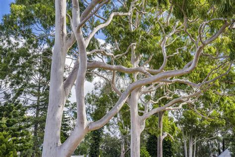 Popular Gum Trees Found In Several Plant Genera