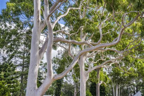 Popular Gum Trees Found in Several Plant Genera