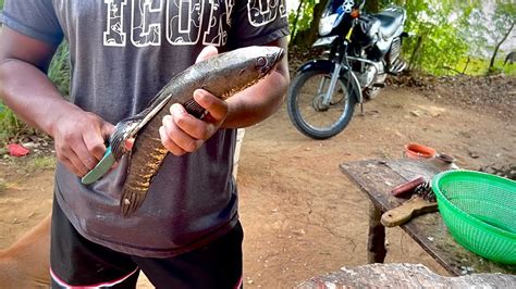 Wow Live Snakehead Fish Tilapia Fish Cutting By Expert Cutter In