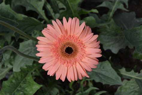 Gerbera Kwiat Darmowe Zdj Cie Na Pixabay Pixabay