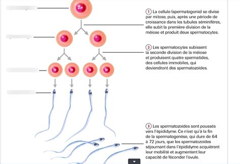 Le système reproducteur masculin Diagram Quizlet