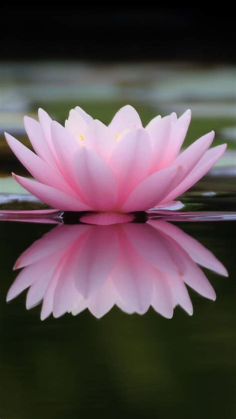 Pink Water Lily Wallpaper