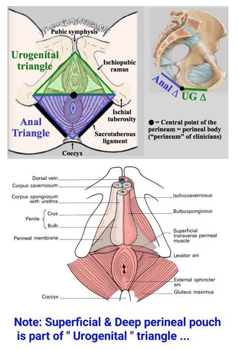 Urogenital Triangle Medical Anatomy Human Anatomy And Physiology