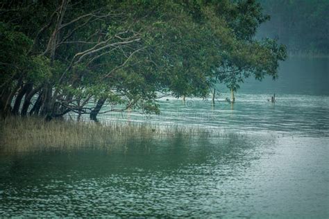 Mangrove Trees Sundarban West Bengal India Stock Image Image Of