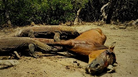 Brutal Moments When Komodo Dragons Eats Their Prey Alive YouTube