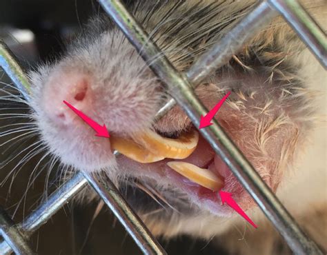 Mouse Teeth Overgrown