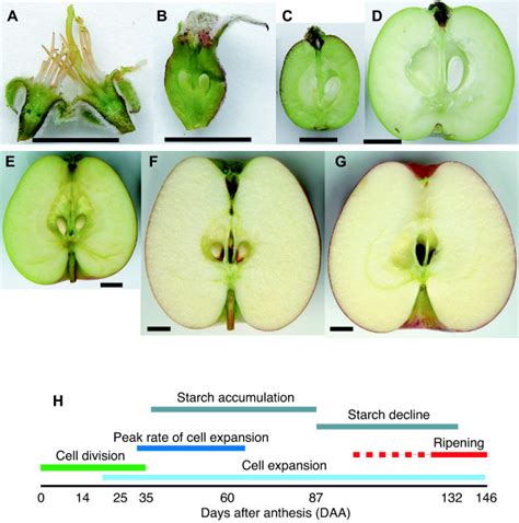 Apple Fruit Development Apple Fruit At Various Stages Of Development Download Scientific