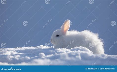 Funny White Rabbit In Snow Stock Photo Image Of Timidus 285163246