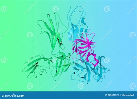 Crystal Structure Of An Interleukin 1 Receptor Complex Ribbons Diagram With Differently Colored