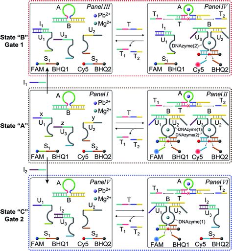 Scheme Corresponding To The Gated Transient Catalytic Functions Of The