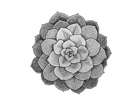 Succulent Plant Drawing At Explore Collection Of