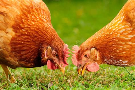 Domestic Chickens Eating Grains And Grass Stock Image Image 26765867