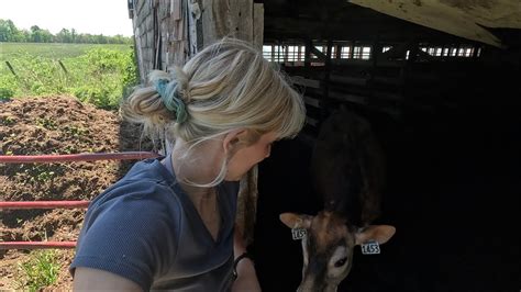 The Big Move Time For The Heifers To Join Our Milk Cows🐄 Youtube