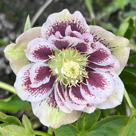 Морозник Double Ellen Spotted White