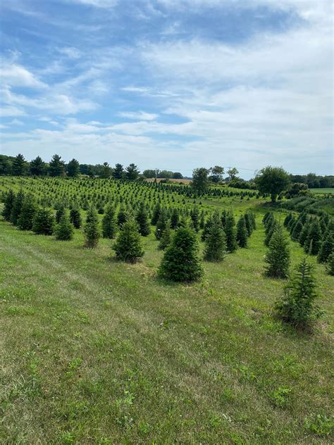 LOCATION | Country Side Trees | Walworth, WI | Cut your own Christmas Trees