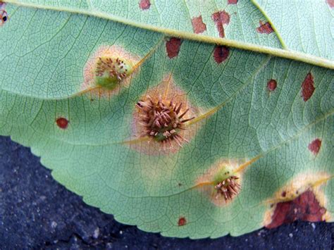 Cedar-apple rust on crab apple tree leaves | Center for Agriculture ...