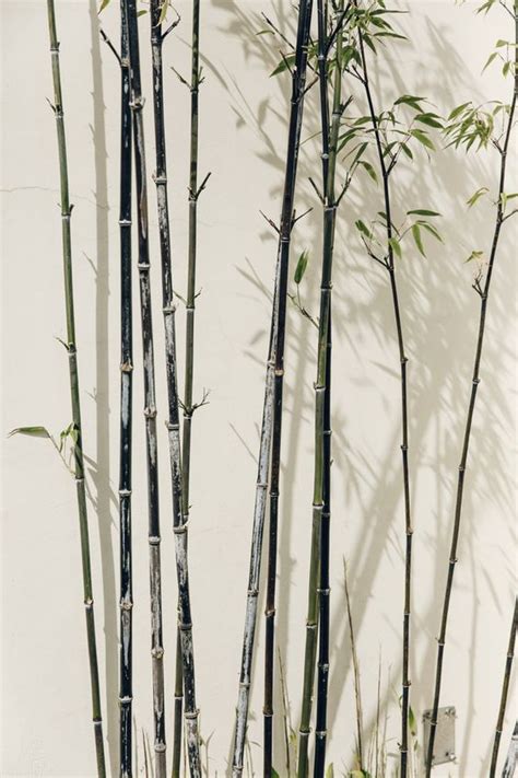 Pin By Wy On 元素 Birmingham Botanical Gardens Plant Aesthetic Bamboo Plants