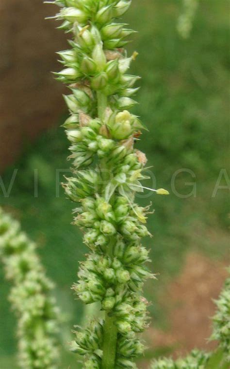 Amaranthus Spinosus Amaranthus Plants Seed Pods